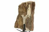 Fossil Sauropod Vertebra Section with Metal Stand - Colorado #363655-2